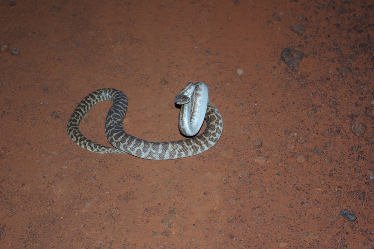 IMGP3752 snake.JPG